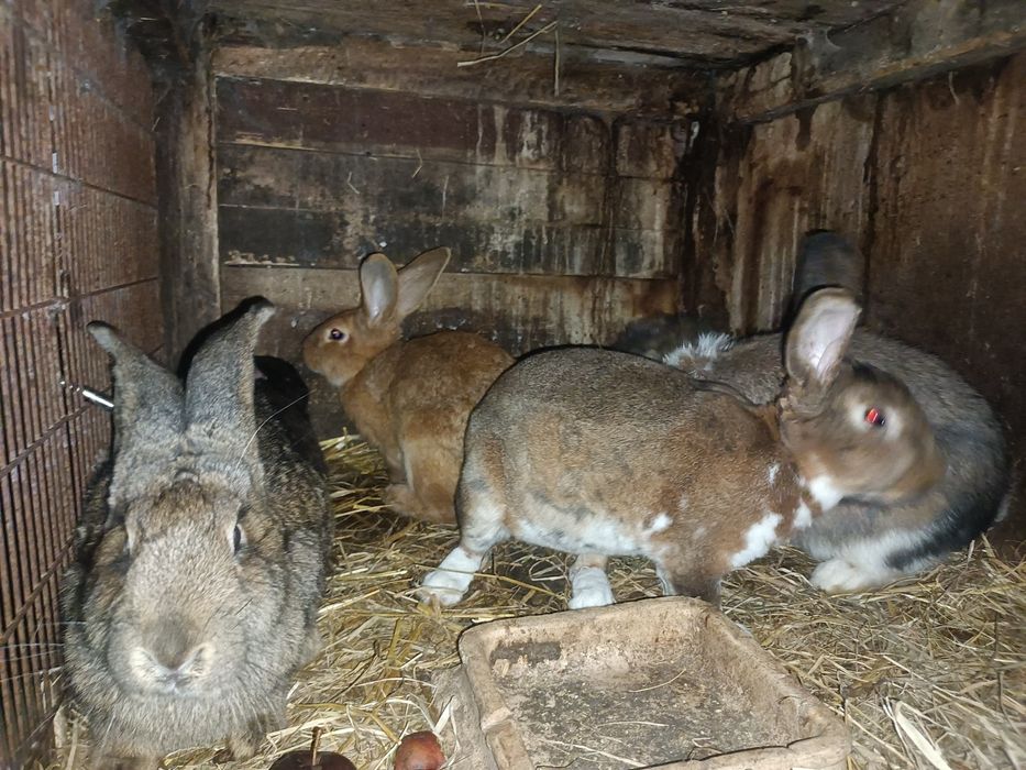 Młode króliki z 2025r