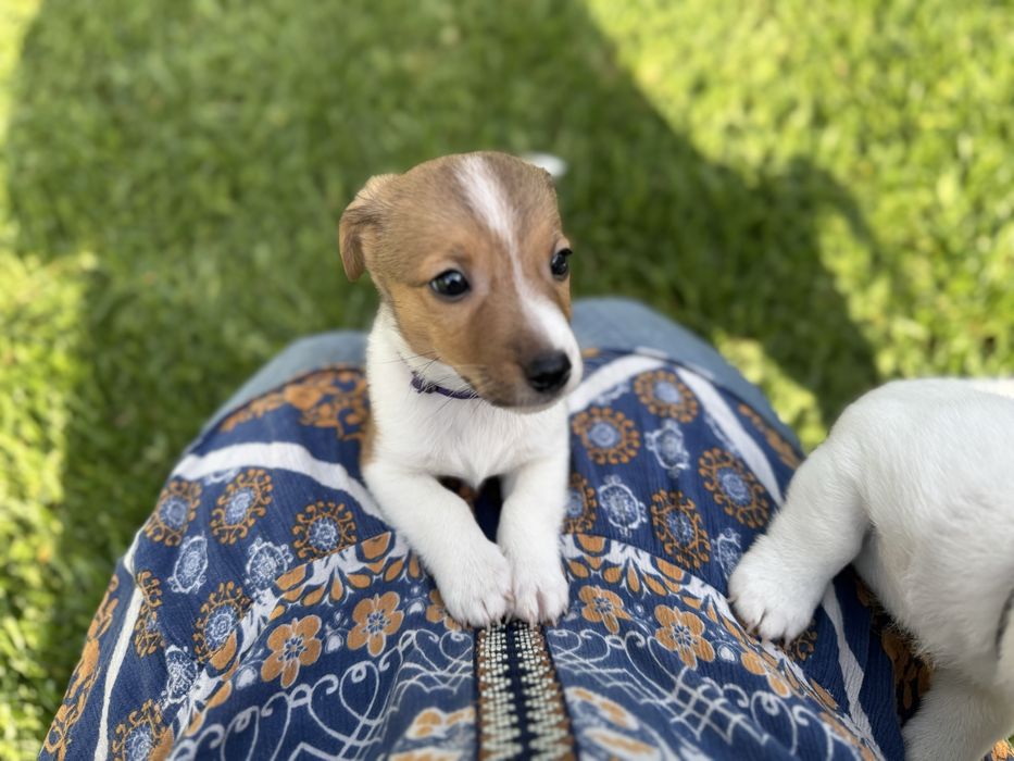 Jack Russel Terrier  macho pelo curto com registo e afixo