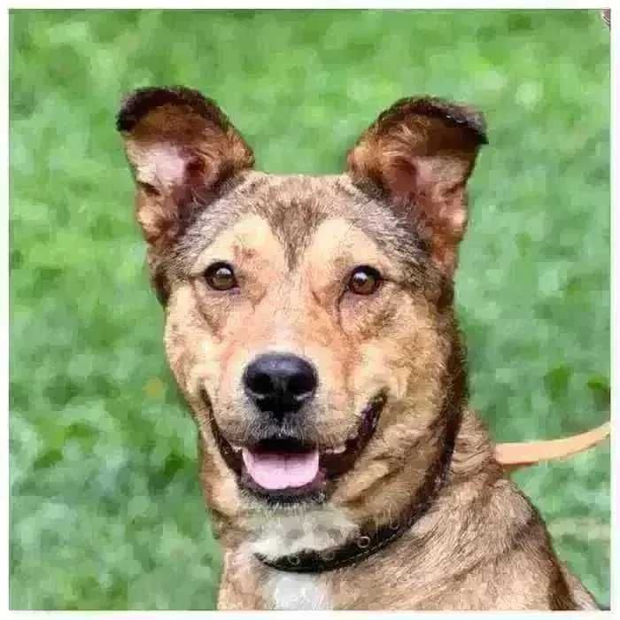 Ищет дом активный дружелюбный пес