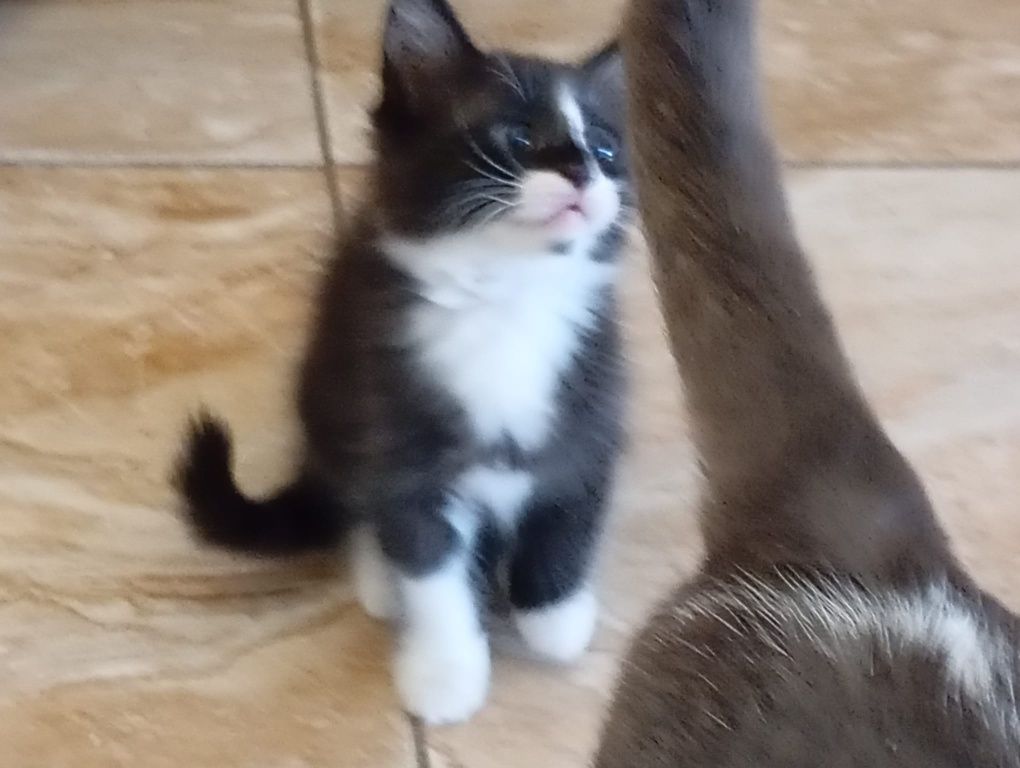 Dá-se gatinho de Santarém até Lisboa