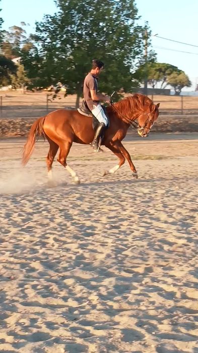 Cavalo PSL 5 anos