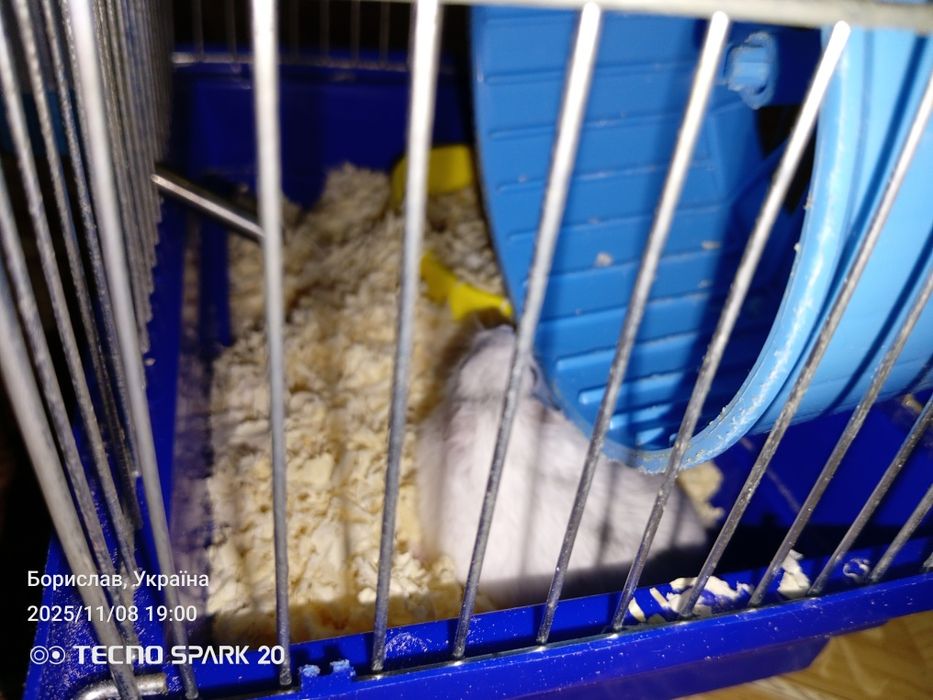 Продам клітку разом з хомяком