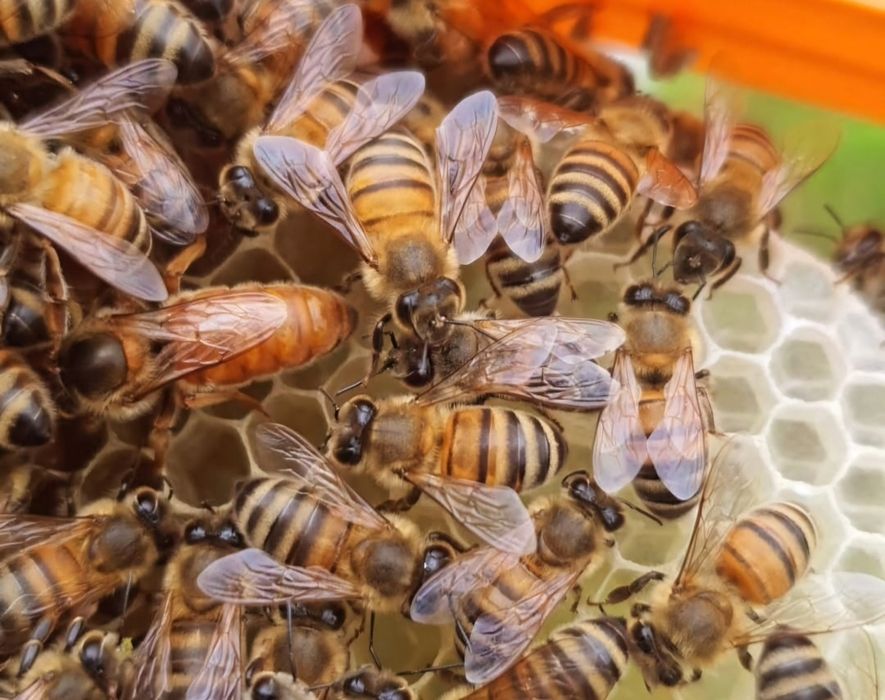 Бджолопакети, бджолосімї на рамку Рут (230). Бджоломатки.