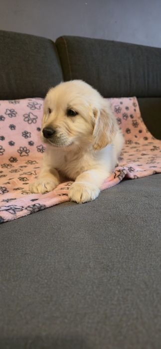 Golden Retriever szczeniak