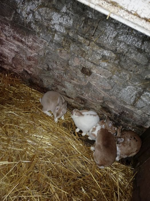 Sprzedam samce i samice