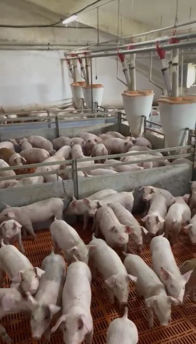 Беконие поросята опт