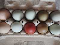 Jaja lęgowe greenshell, zielononóżka, darkshell