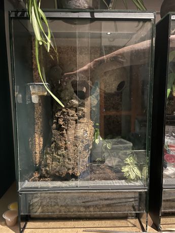 Gekon orzesiony samica z terrarium
