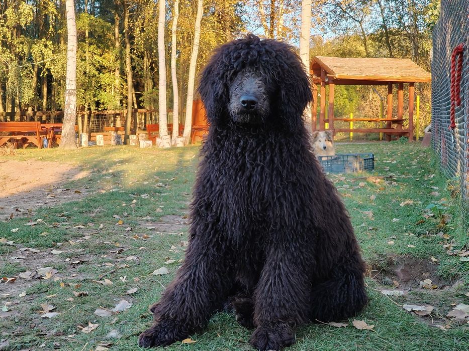 Pudel duży królewski