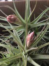 Plantas aéreas Tillandsia Bergeri (com ou sem flores)