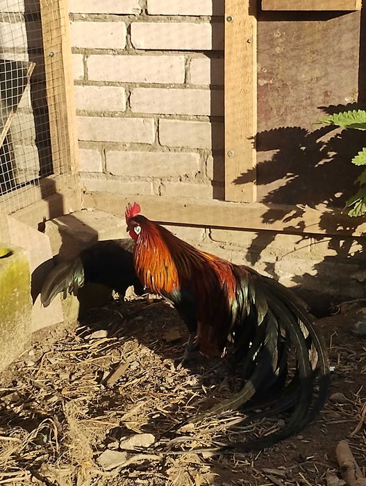 Jaja legowe Ayam Cemani, Silka oraz Fenis.