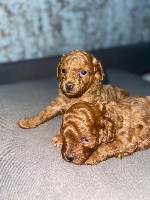 Той пудель Ред Браун міні порода. 2-3 кг.