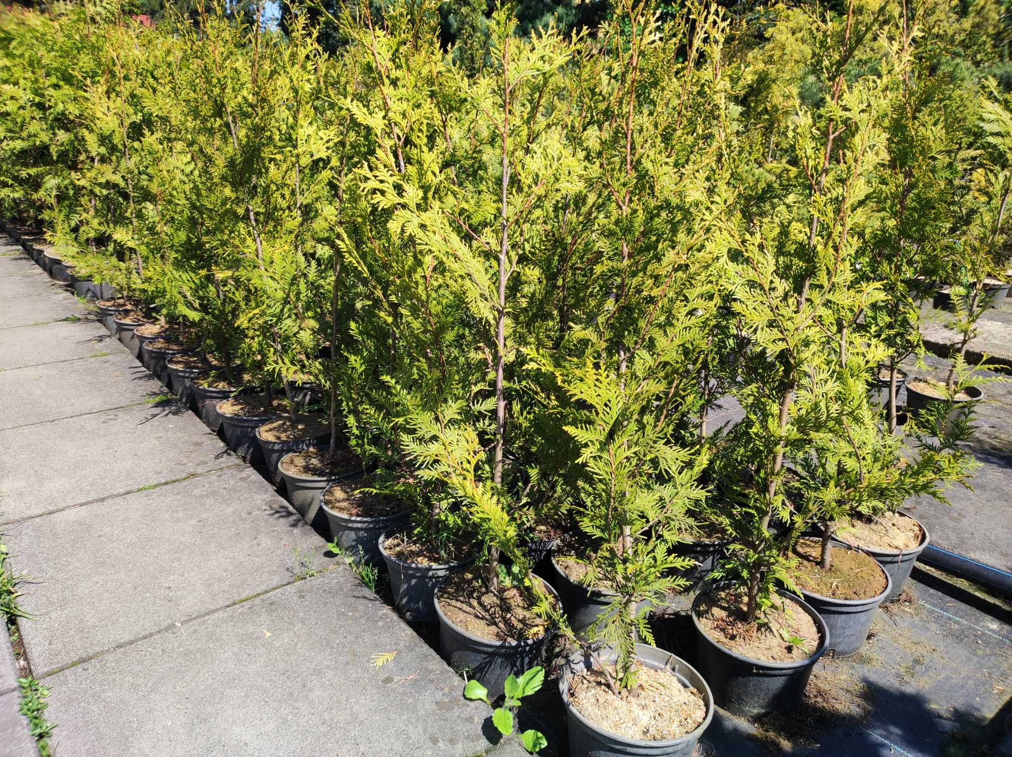 Żywotnik aureospicata 90 - 100cm Thuja w pojemniku