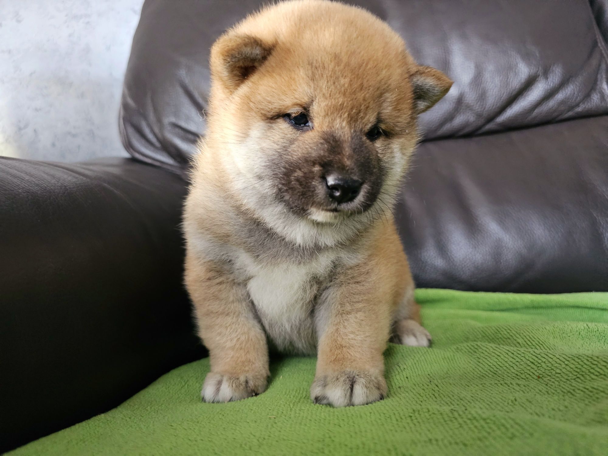 Shiba inu ZKWP FCI doskonały rodowód