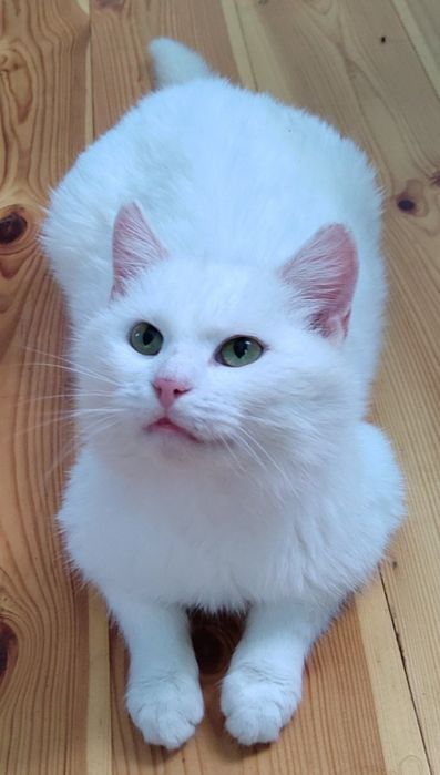 Білий красень шукає дім!