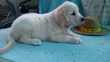 Golden retriver macho
