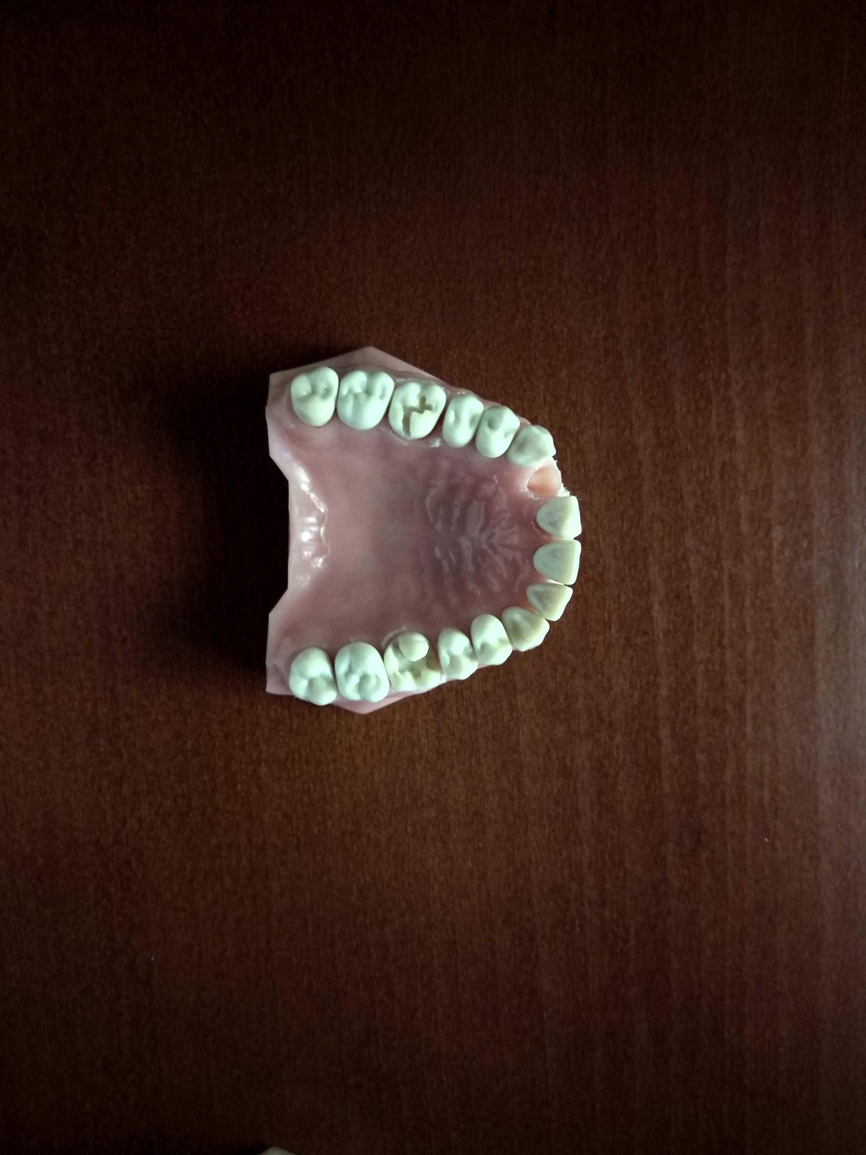 Medicina Dentária - Modelo de Frasaco Adulto