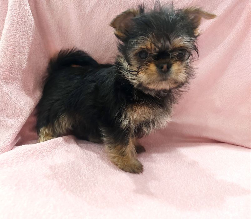 Йоркширський тер’єр