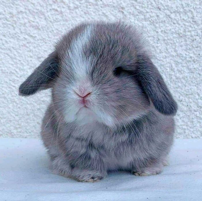 Kit de Coelhos anões mini hôlandes e mini toy