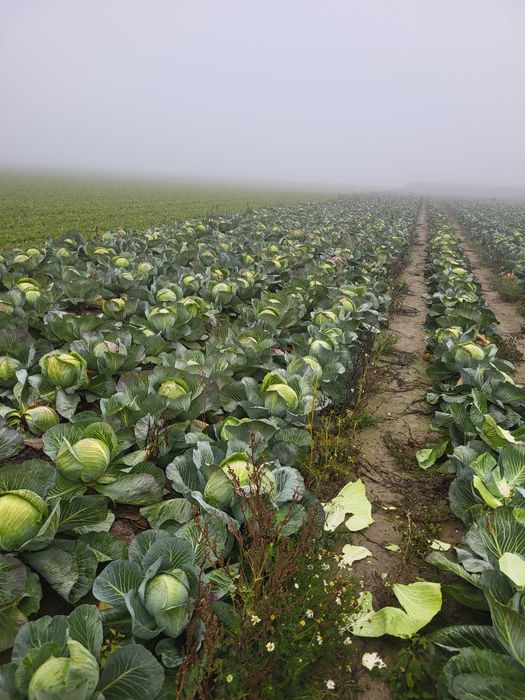 Kapusta świeża szatkowana i całe głowy