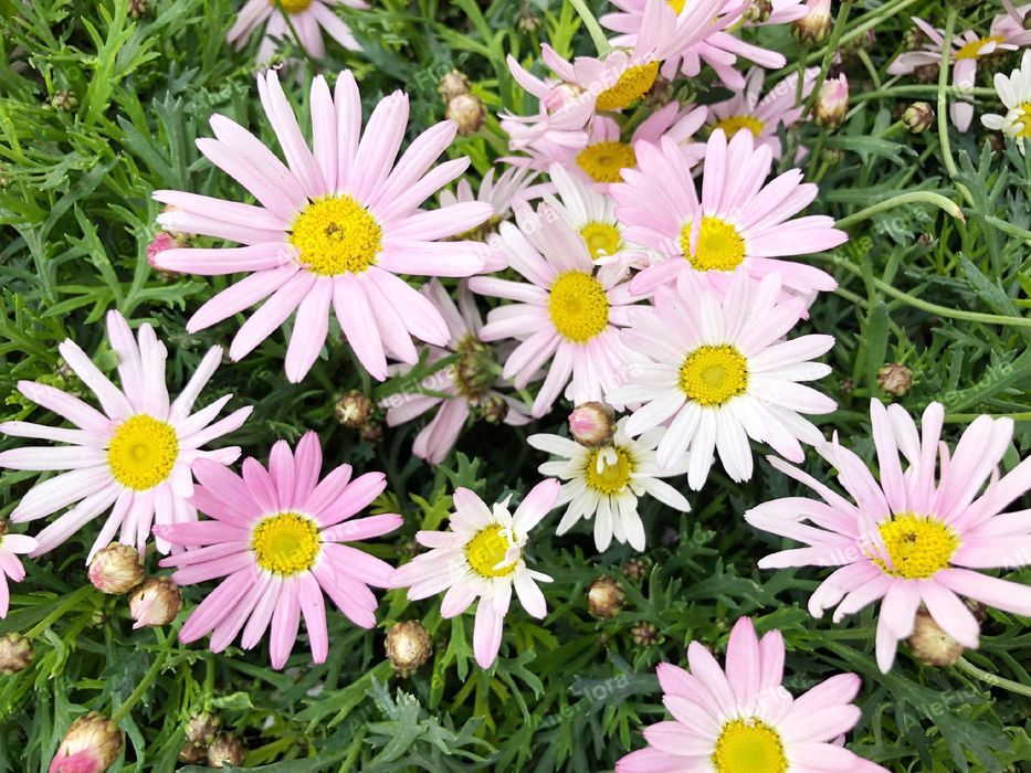 Złocień arktyczny 'Roseum' (Arctanthemum arcticum) Doniczka 2.0L