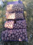 Продам картоплю домашню