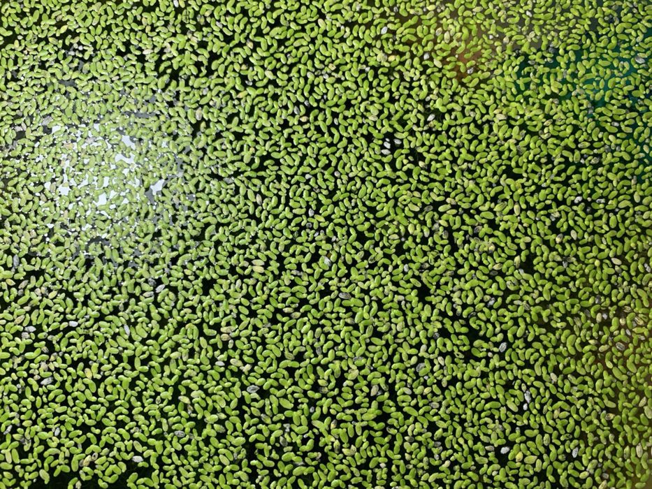 Яванський мох, акваріумний мох, акваріумні рослини