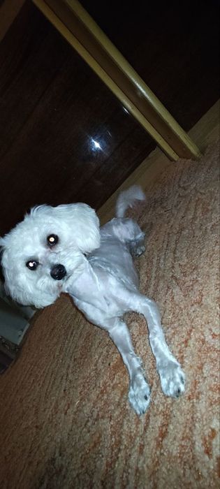 Мальчик мальтипу ищет девочку