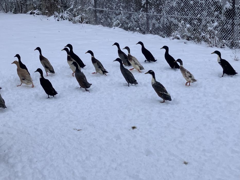 Kaczki biegusy indyjskie