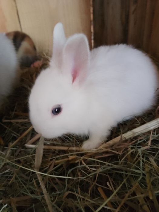 Króliczki miniaturki