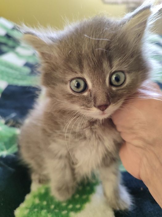 Кошенята безкоштовно