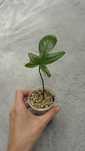Philodendron Florida sadzonka