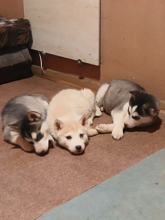 Хаски, хасята, щенята!!!