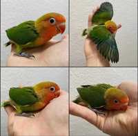 Ручные попугаи неразлучники