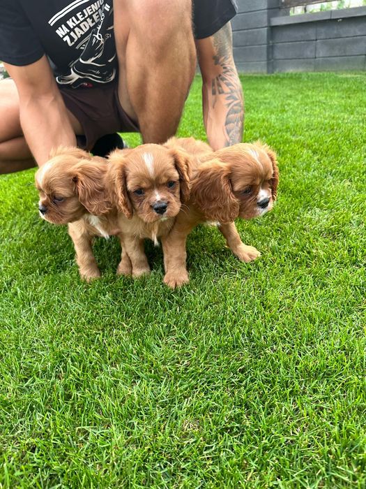 Cavalier King spaniel piesek gotowe do odbioru