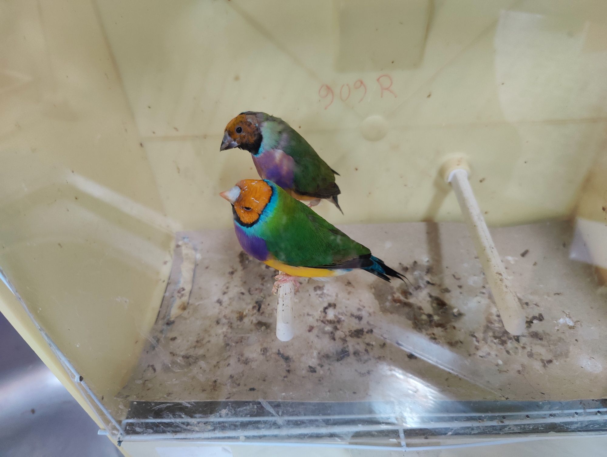 Diamantes gould venda