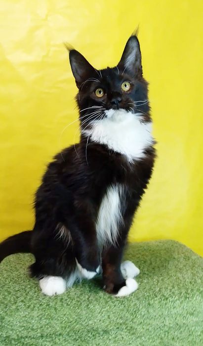 Крупный котёнок Мейн -кун в окрасе n 03