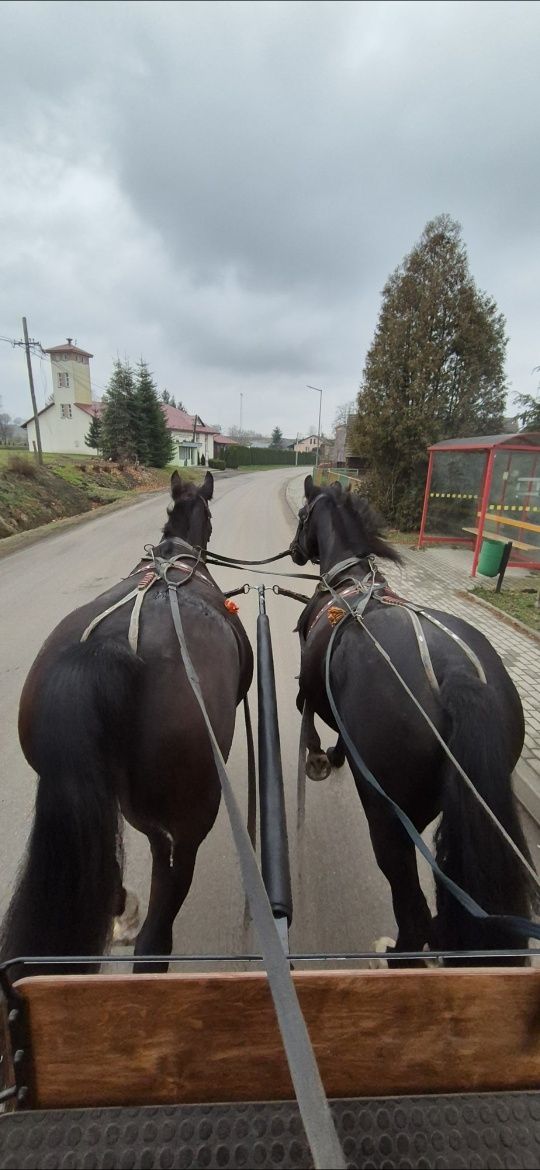 Klacz Śląska z Licencją Programowa