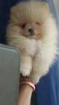 Szpic miniaturowy pomeranian