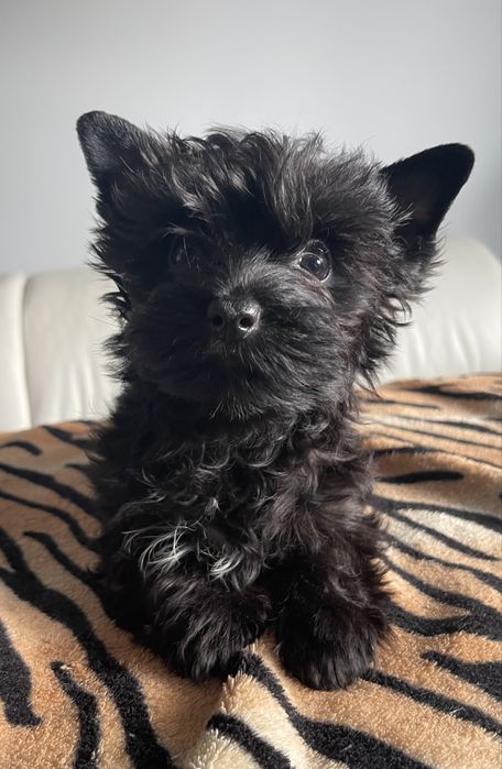 Yorkshire Terrier piesek czarny