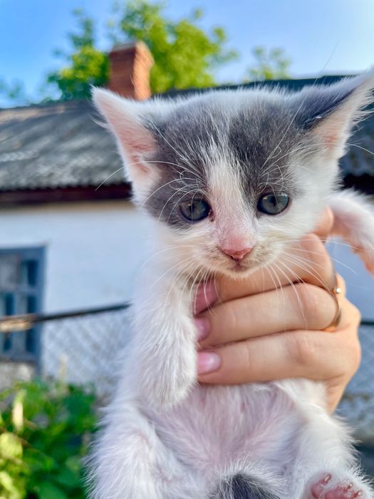 Віддамо неймовірних кошенят