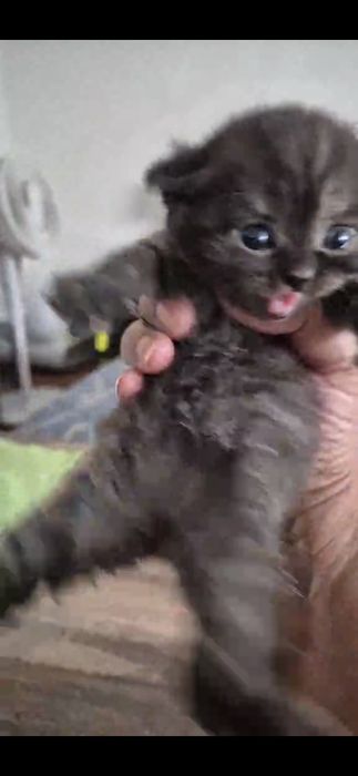 Scottish fold femea smoking