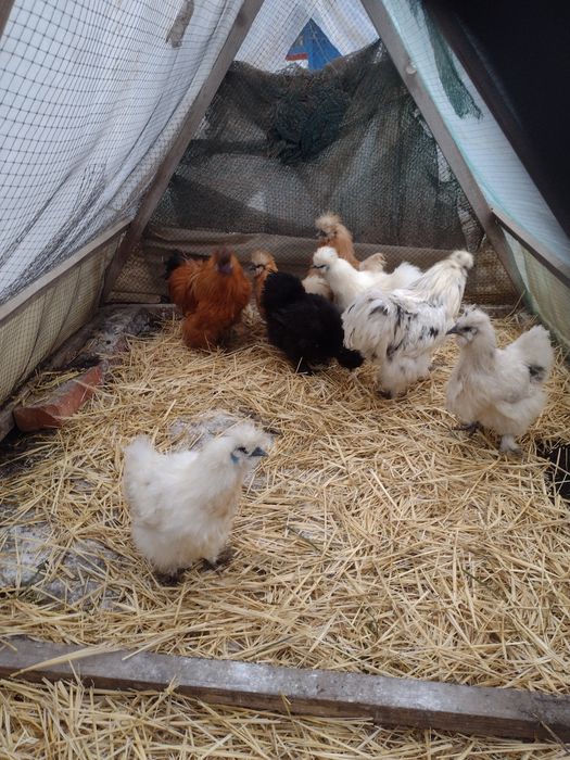 Китайська шовкова(інкубаційні яйця)