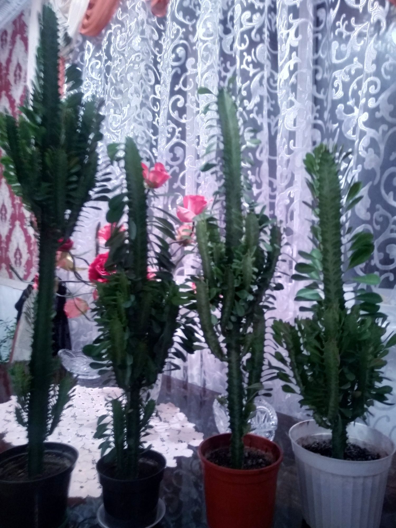Продам кактусы и другие цветы.
