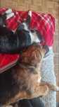 Romek- uroczy  kotek do adopcji
