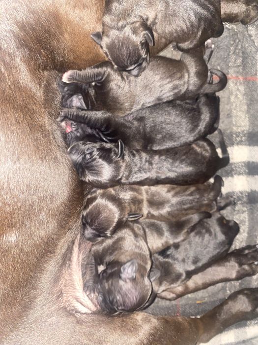 Американський Пітбультерьєр