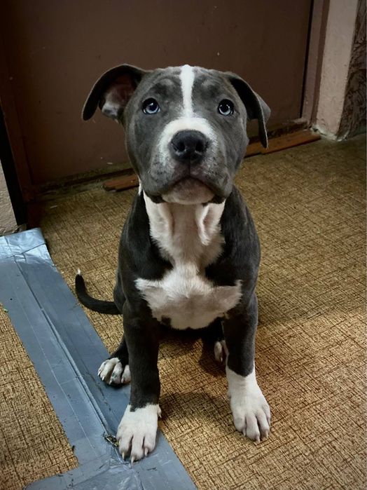 Продаются 2 щенка амстафф терьерер , питбуль с паспортом девочки