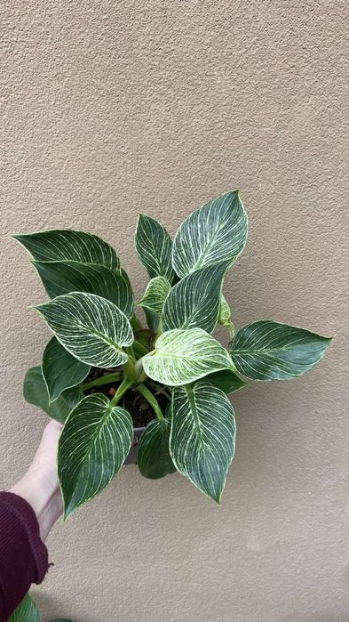 Філодендрон Біркін-15 горщик 380 грн