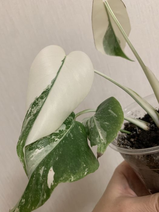 Продам монстеру Альба