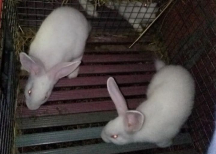 Coelhos brancos prontos a reproduzir//Coelhos brancos nascidos a 10/10